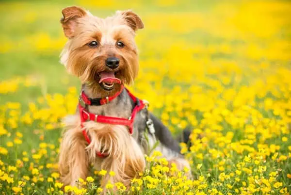Pet-Friendly Plants and Flowers