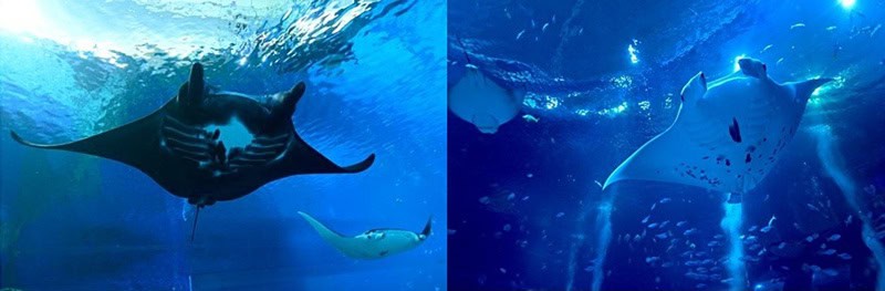 Gliding into Wonder: Singapore Oceanarium Celebrates World Manta Day