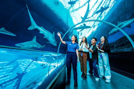 Singapore Oceanarium launches Ocean in Focus: Apex Predators, a behind-the-scenes shark experience